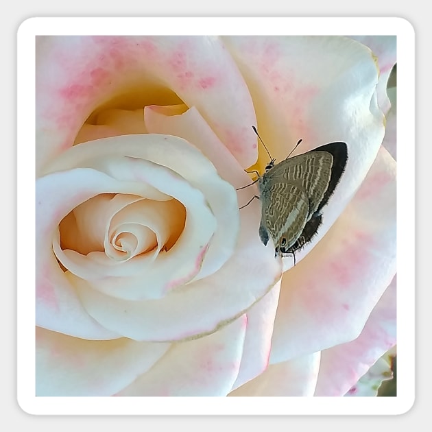 Butterfly on pink rose Sticker by oknoki